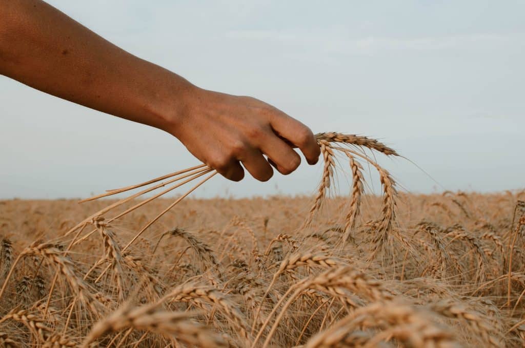 Should I Give Up Gluten to Protect My Hormones?