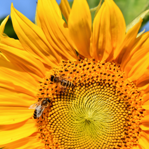 The benefits of Royal Jelly for your fertility