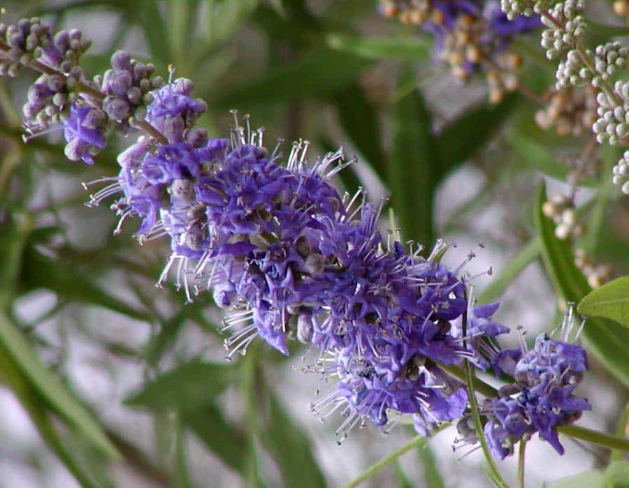 Vitex Supplements - The Right Way to Use Vitex for Your Hormones