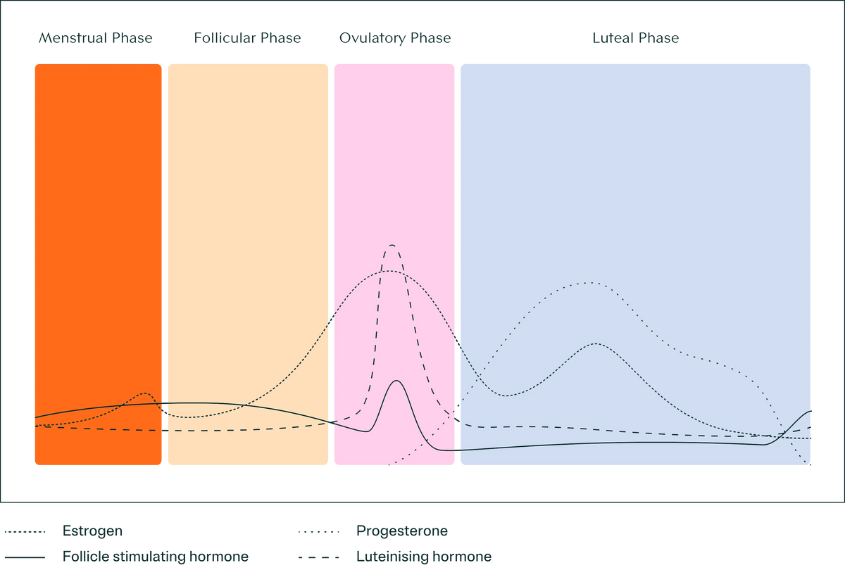 Cycle phases chart