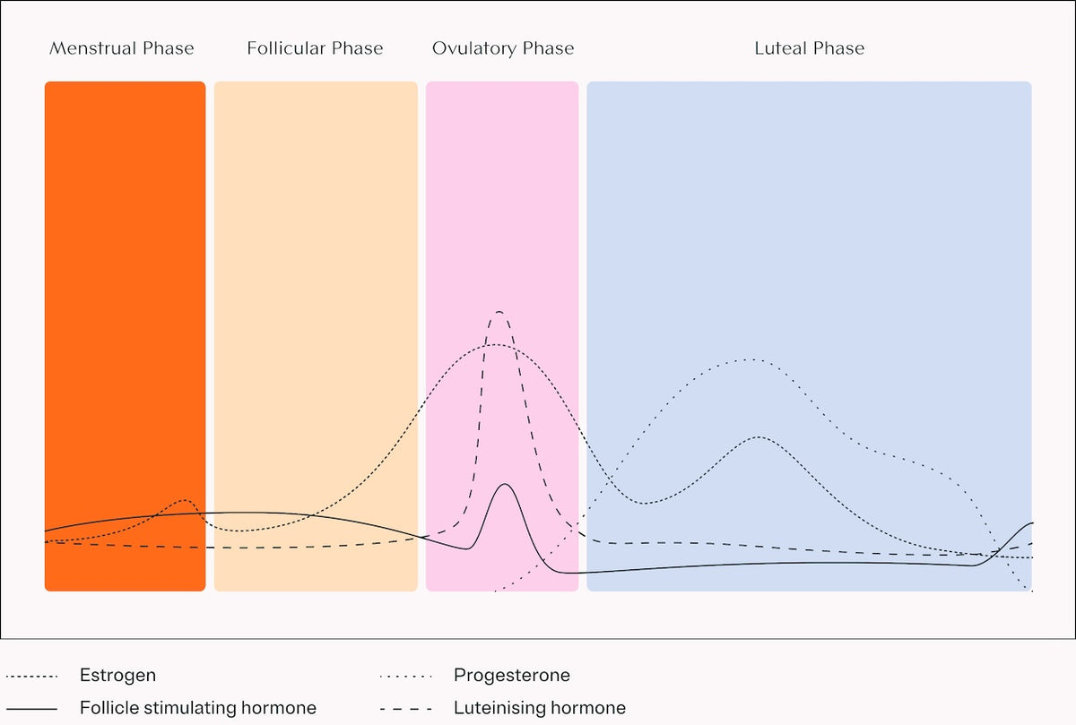 Cycle phases chart